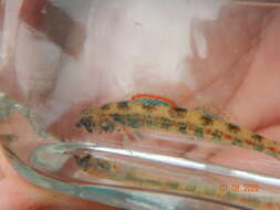 Imagem de Etheostoma exile (Girard 1859)