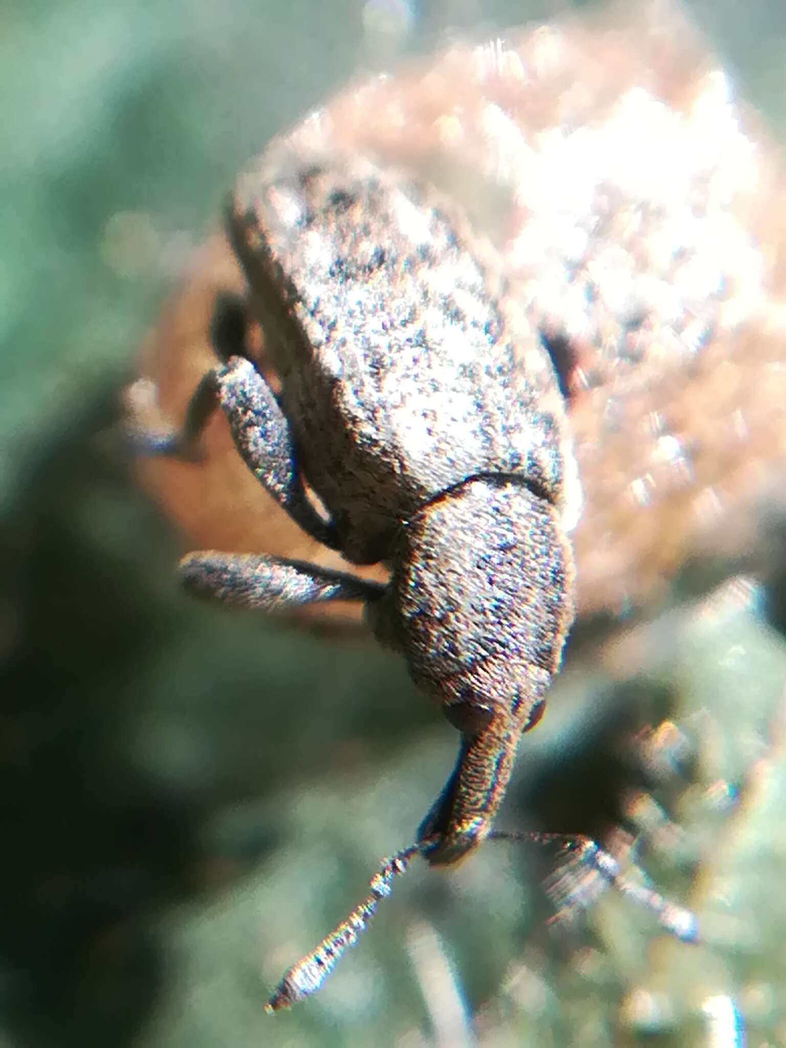 Image of Dock Hyper Weevil