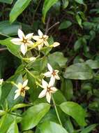 Image de Mussaenda arcuata Poir.