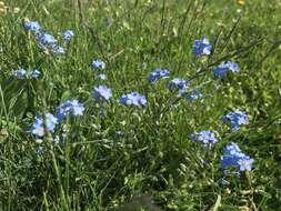 Image of Alpine forget-me-not