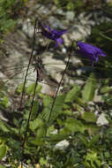 Image of Campanula collina Sims