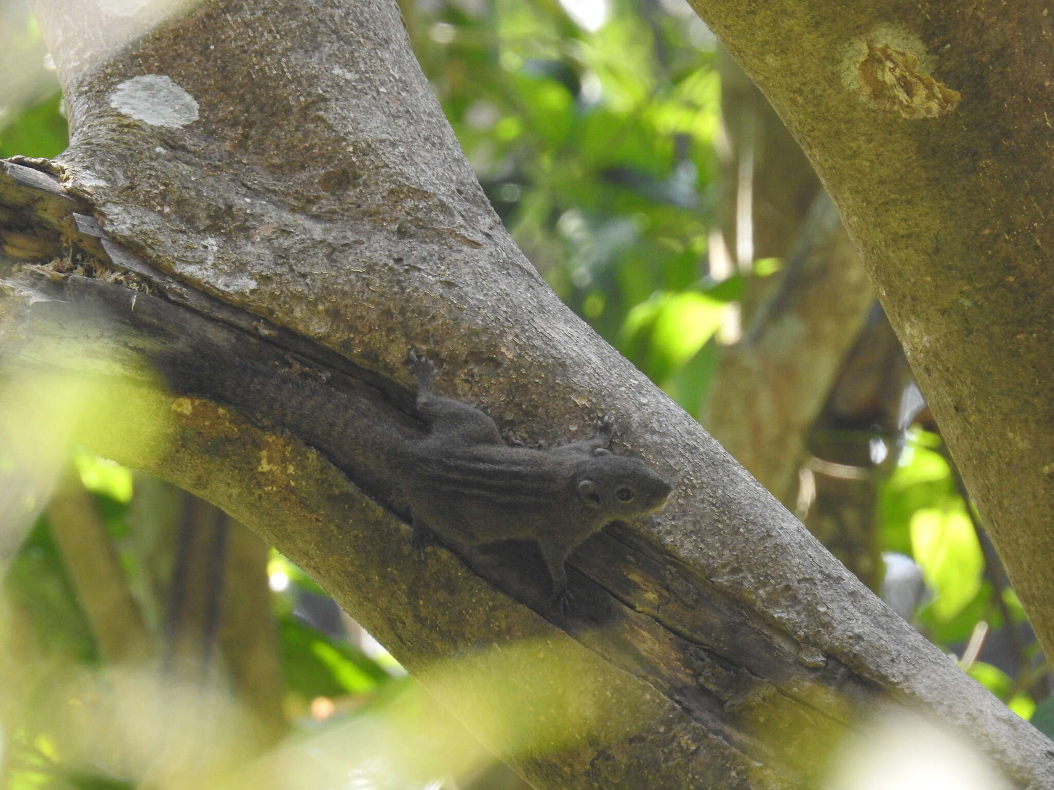Image of Nilgiri striped squirrel