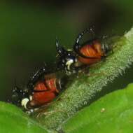 Image of Cyphonia trifida Fabricius