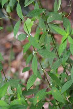 Image of Crusea parviflora Hook. & Arn.