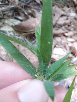 Image of whitehair rosette grass