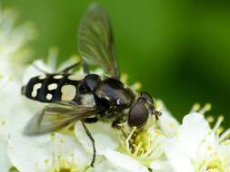 صورة Sericomyia lata (Cqouillett 1907)