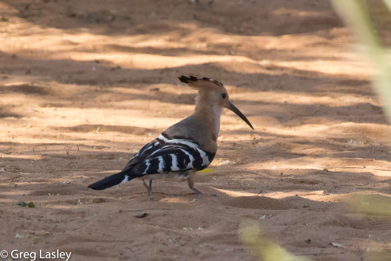 Image of Madagascan Hoopoe