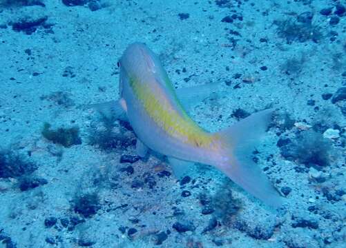 Image of Cinnabar goatfish