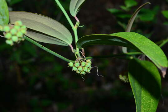 Image of Smilax elongatoumbellata Hayata