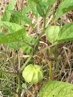 Image de Physalis longifolia var. subglabrata (Mackenzie & Bush) Cronq.