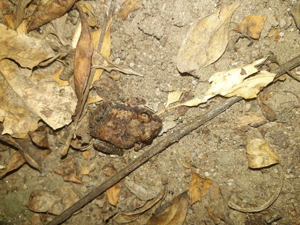 Image of Marbled Sand Frog