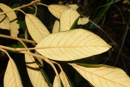 Image de Quercus poilanei Hickel & A. Camus