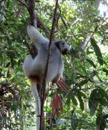 Image of Silky Sifaka