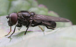 Image of Cheilosia variabilis (Panzer 1798)