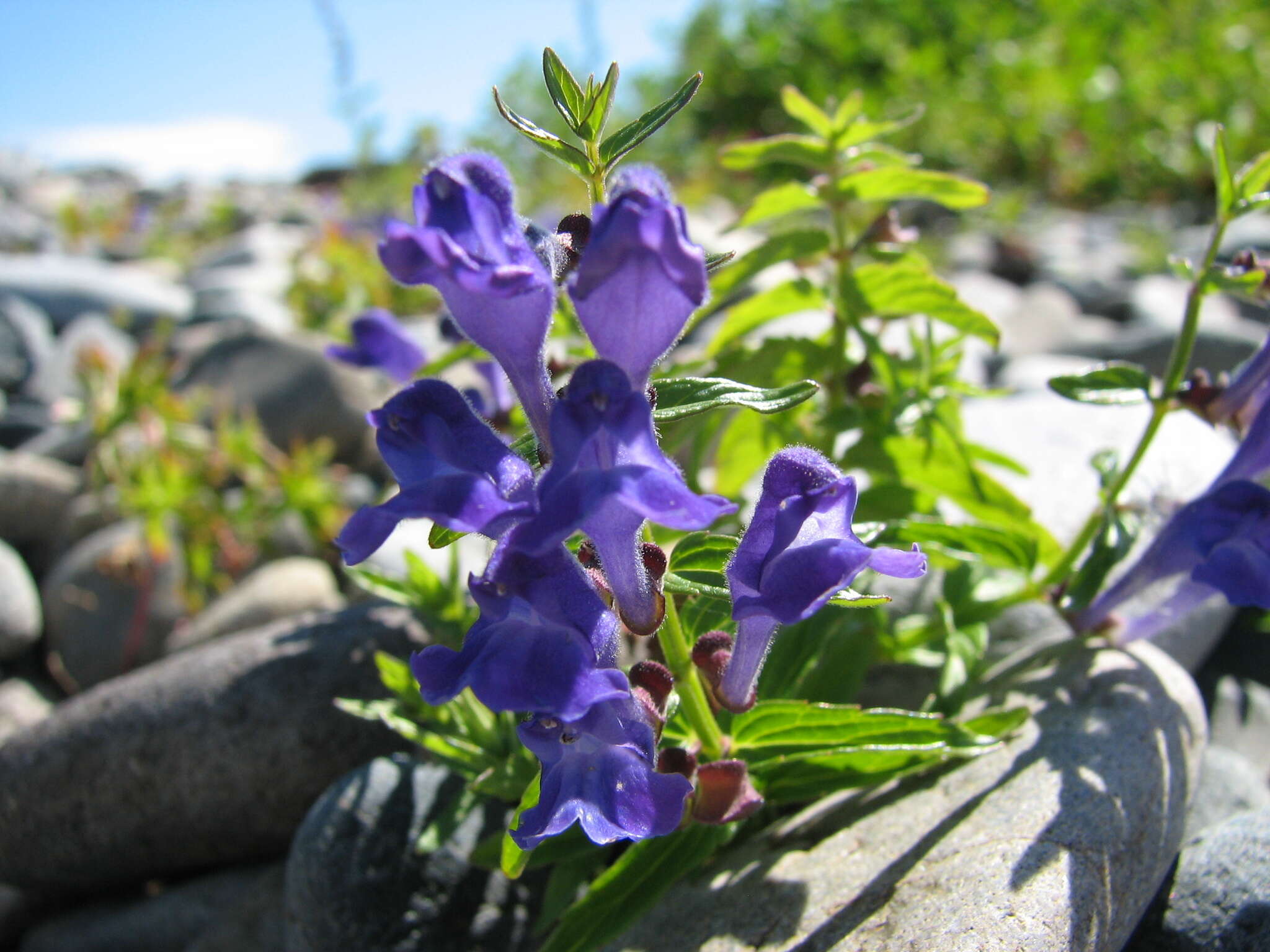 Image of Scutellaria scordiifolia Fisch. ex Schrank