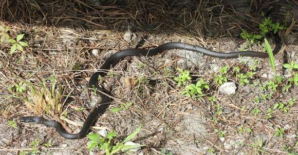 Coluber constrictor paludicola Auffenberg & Babitt 1953的圖片