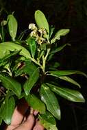 Image of Escallonia paniculata (Ruiz & Pav.) Roem. & Schult.