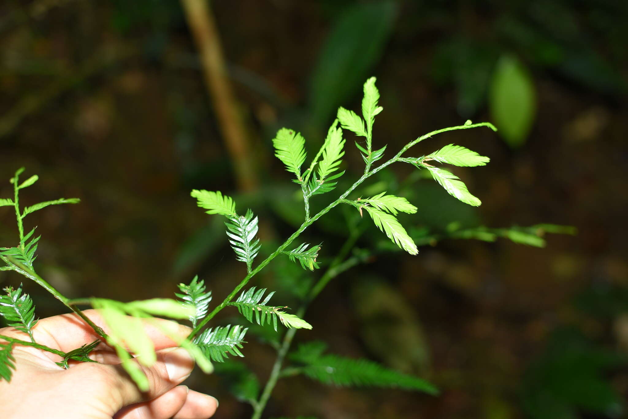 Sivun Dacrycarpus imbricatus (Blume) de Laub. kuva