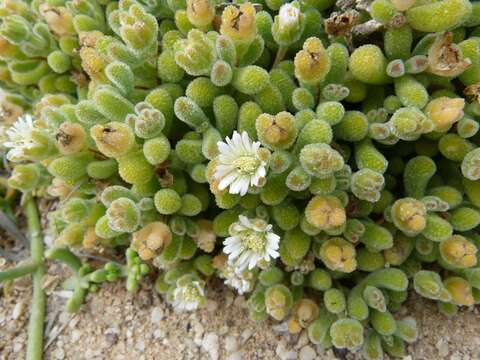 Sivun Drosanthemum luederitzii (Engl.) Schwant. kuva