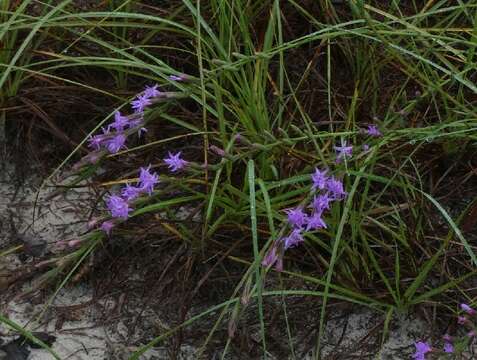 صورة Liatris pauciflora Pursh