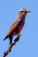 Image of Purple Roller