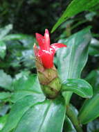 Image of spiral ginger