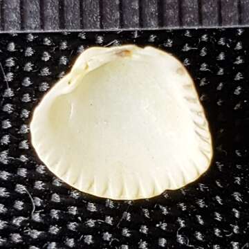 Image of little cockle