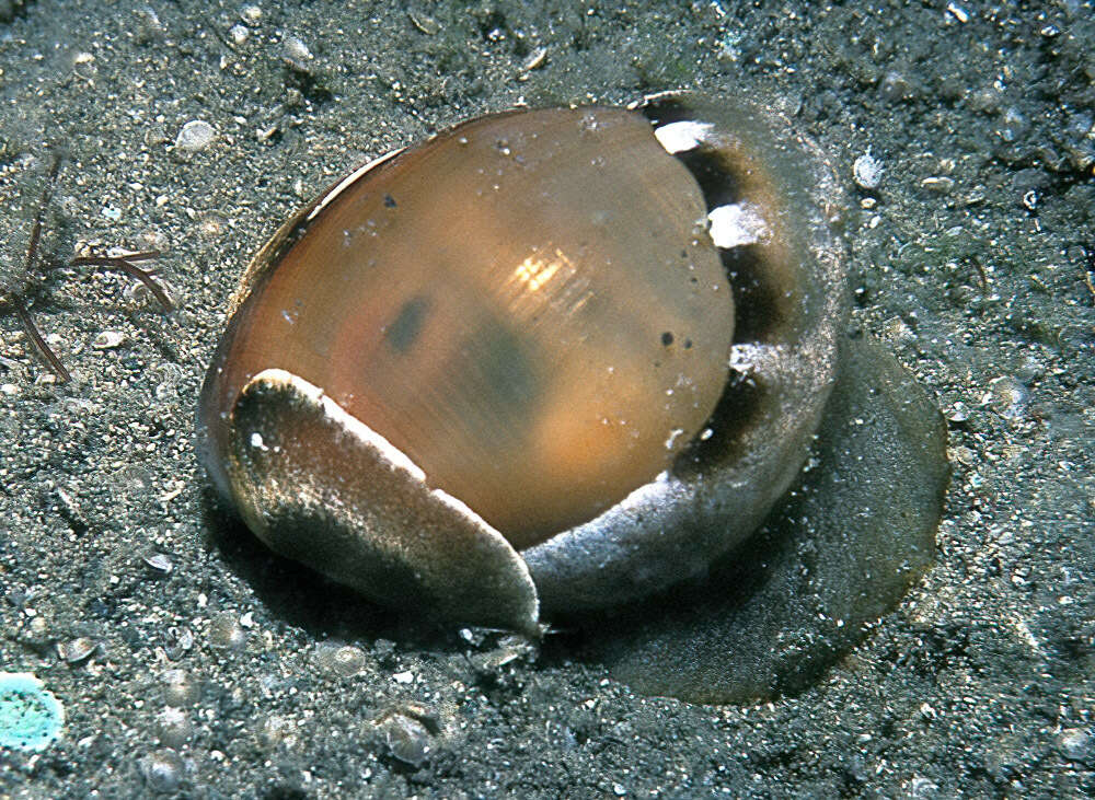 Image of white Pacific glassy-bubble