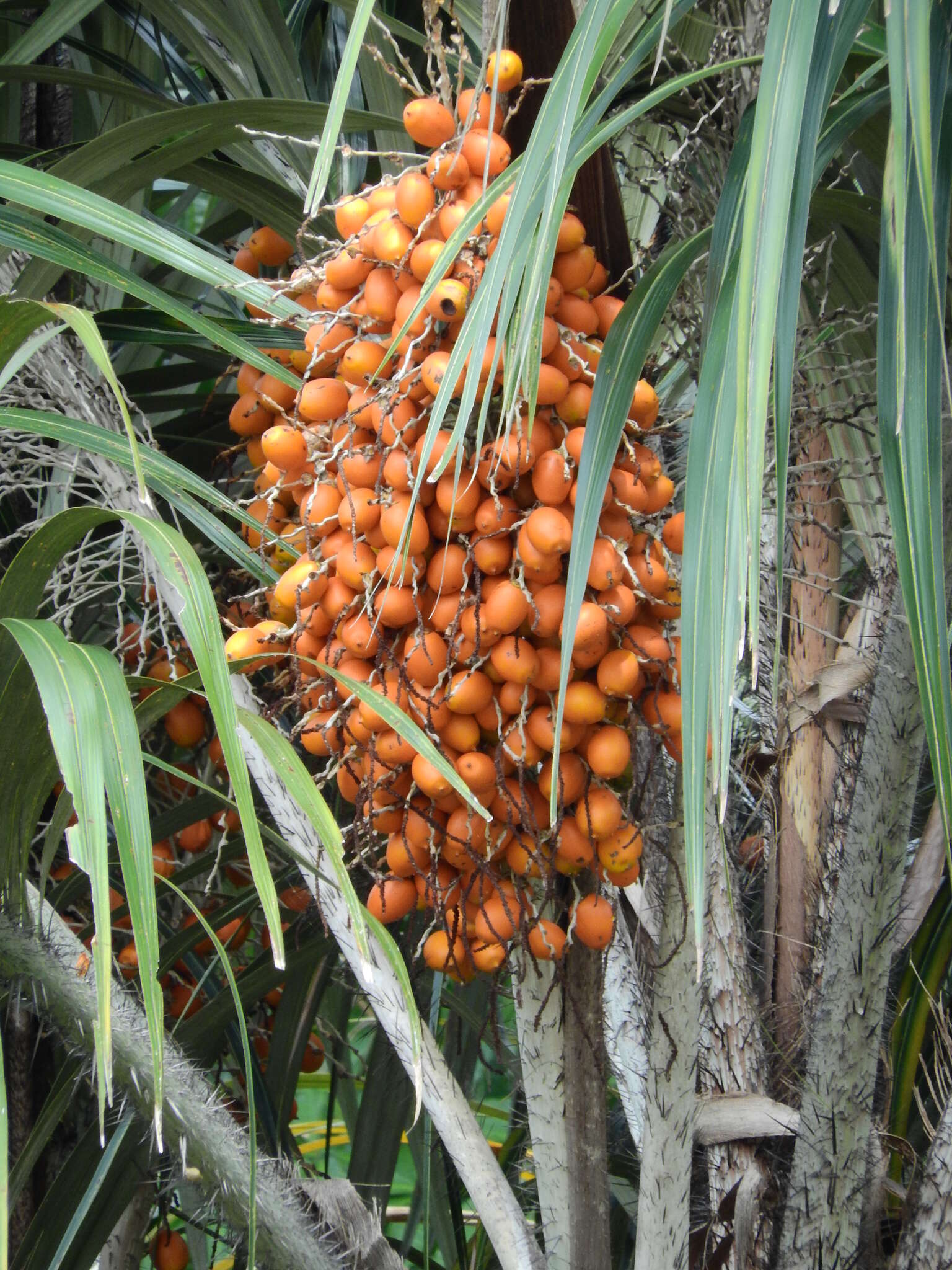 Image of Astrocaryum tucuma Mart.