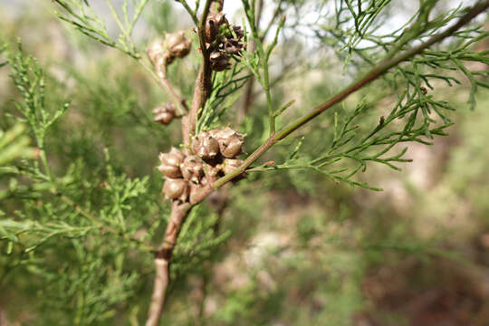 Plancia ëd Callitris rhomboidea R. Br. ex Rich. & A. Rich.