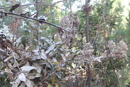 Image de Acrisione denticulata (Hook. & Arn.) B. Nord.