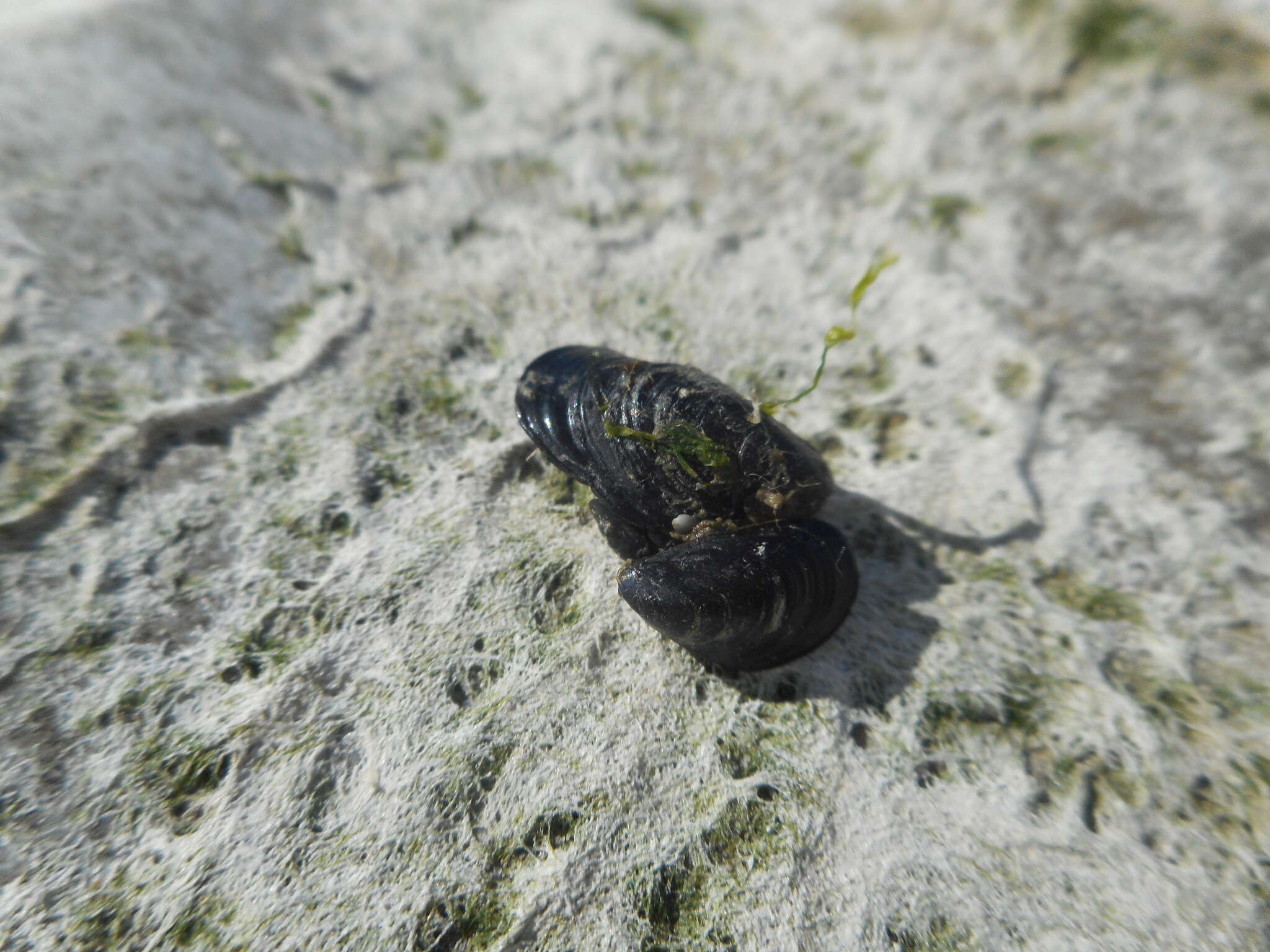 Image of Mediterranean mussel