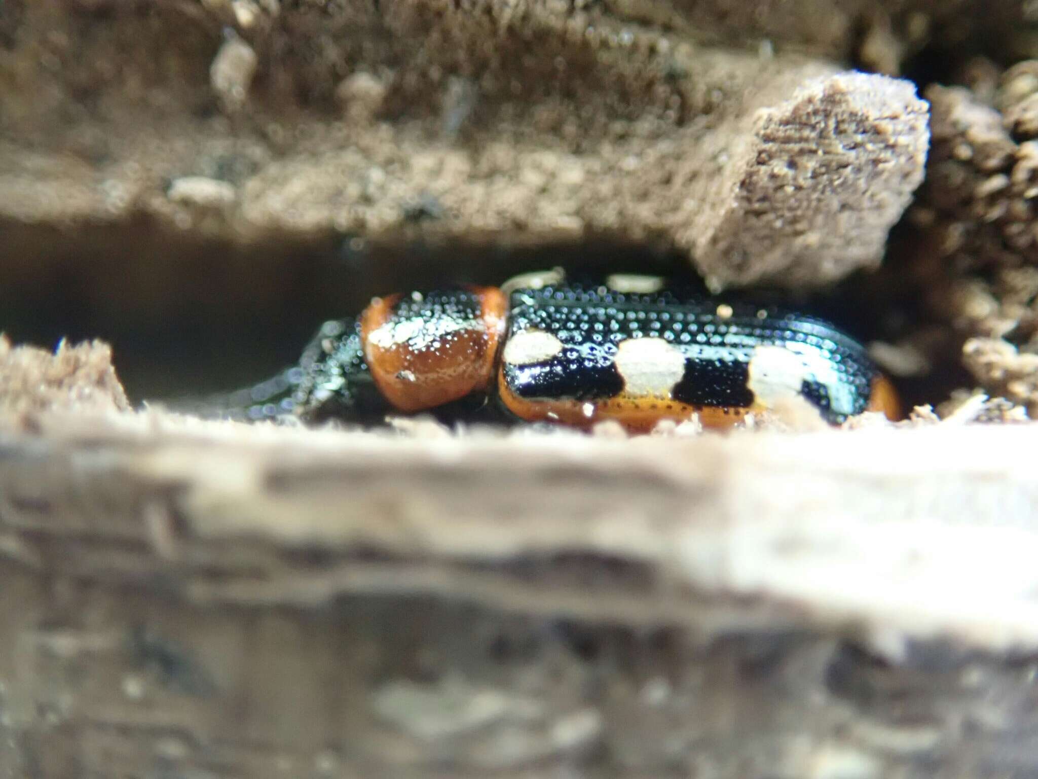 Image of Common asparagus beetle