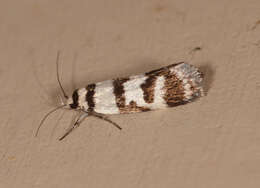 Image of Philobota impletella Walker 1869