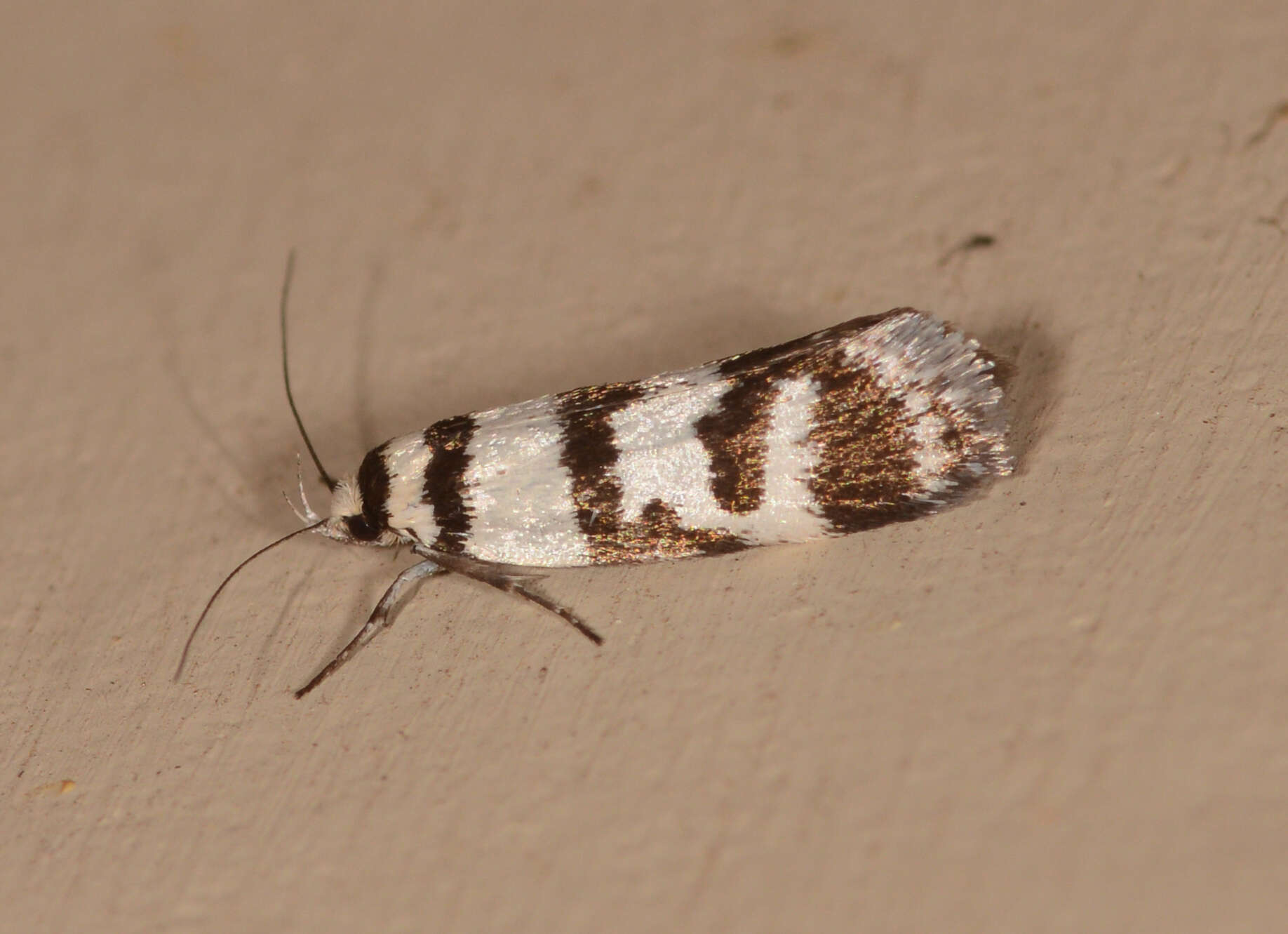 Image of Philobota impletella Walker 1869