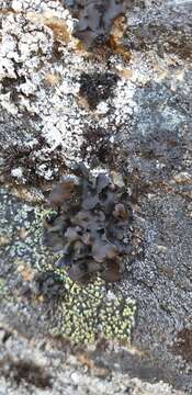 Image of Petaled rock tripe lichen