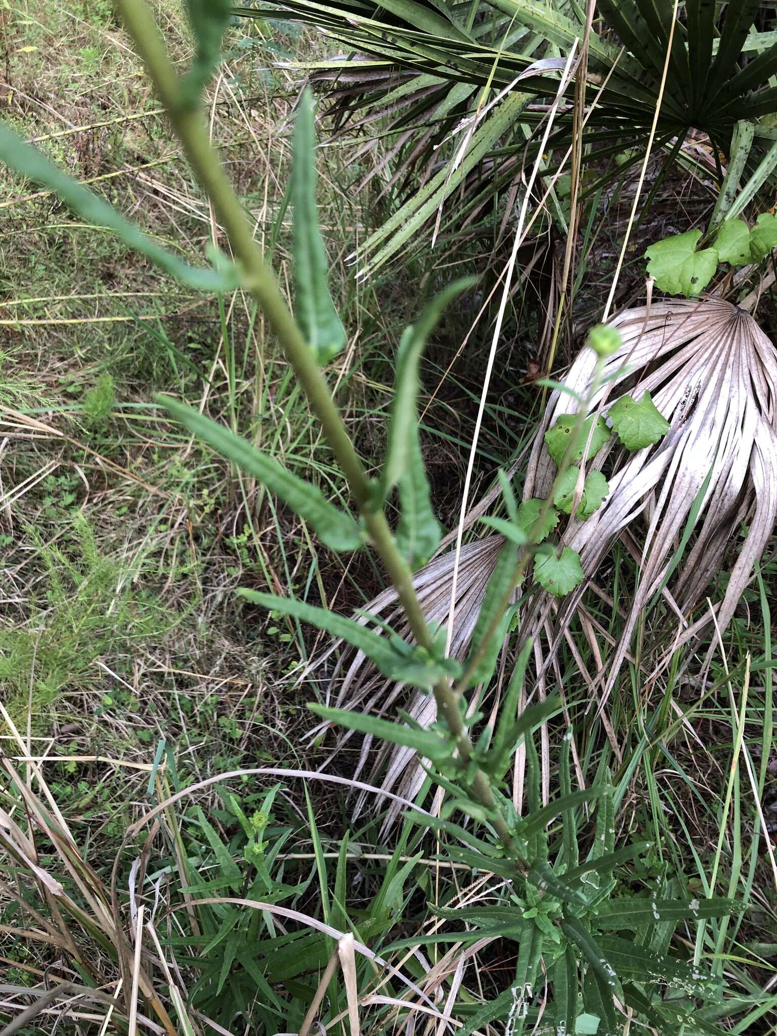 Sivun Helianthus simulans E. E. Watson kuva