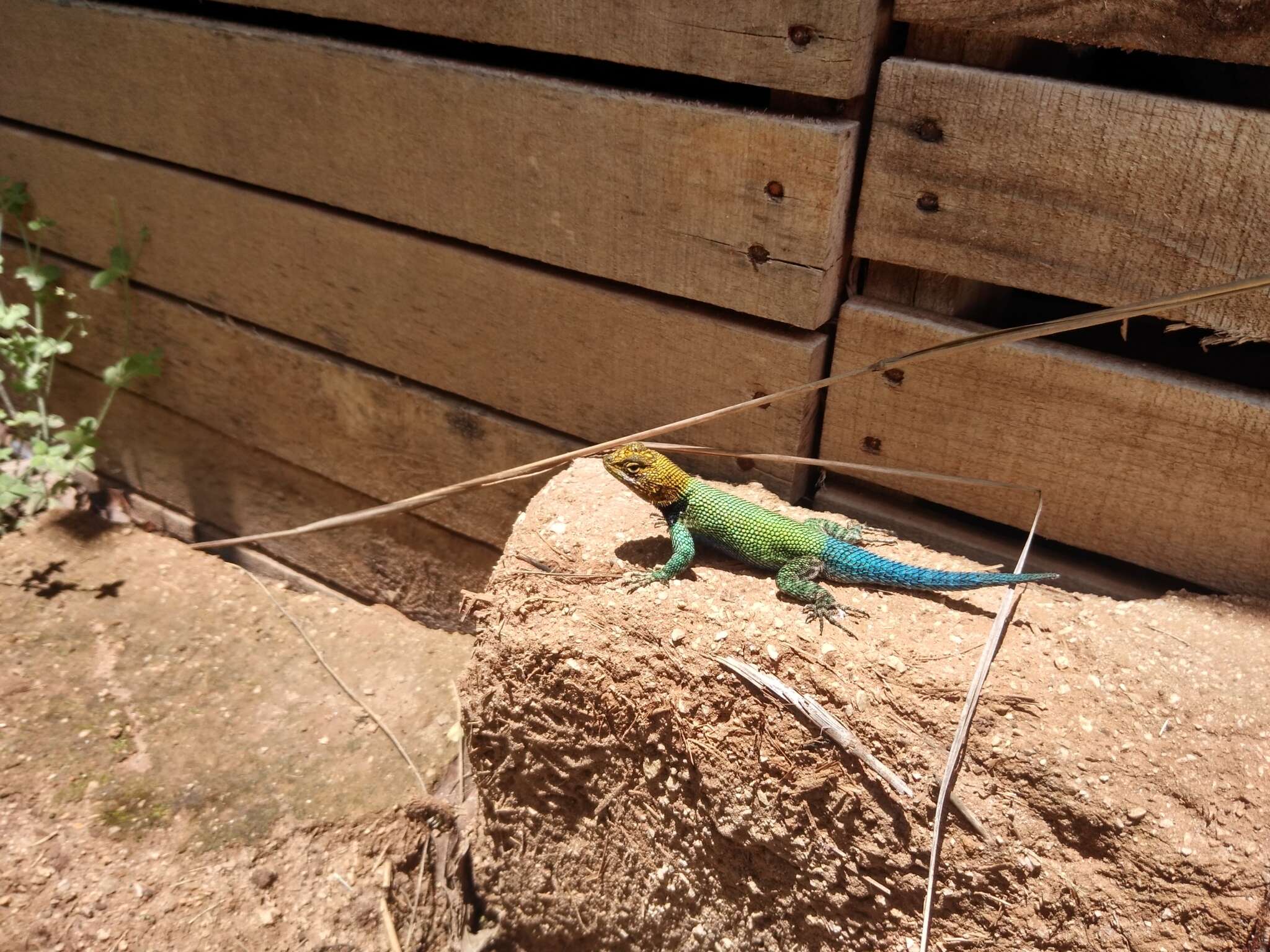 Image of Guatemalan Emerald Spiny Lizard