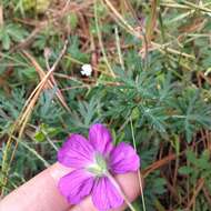 Image of Geranium potentillifolium DC.