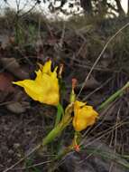 Image of Tigridia dugesii S. Watson