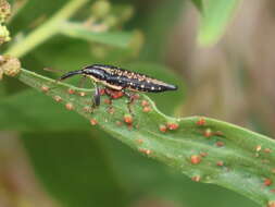 Image of Rhinotia lineata Zimmerman 1994