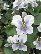 Image of Viola sororia f. priceana (Pollard) Cooperr.