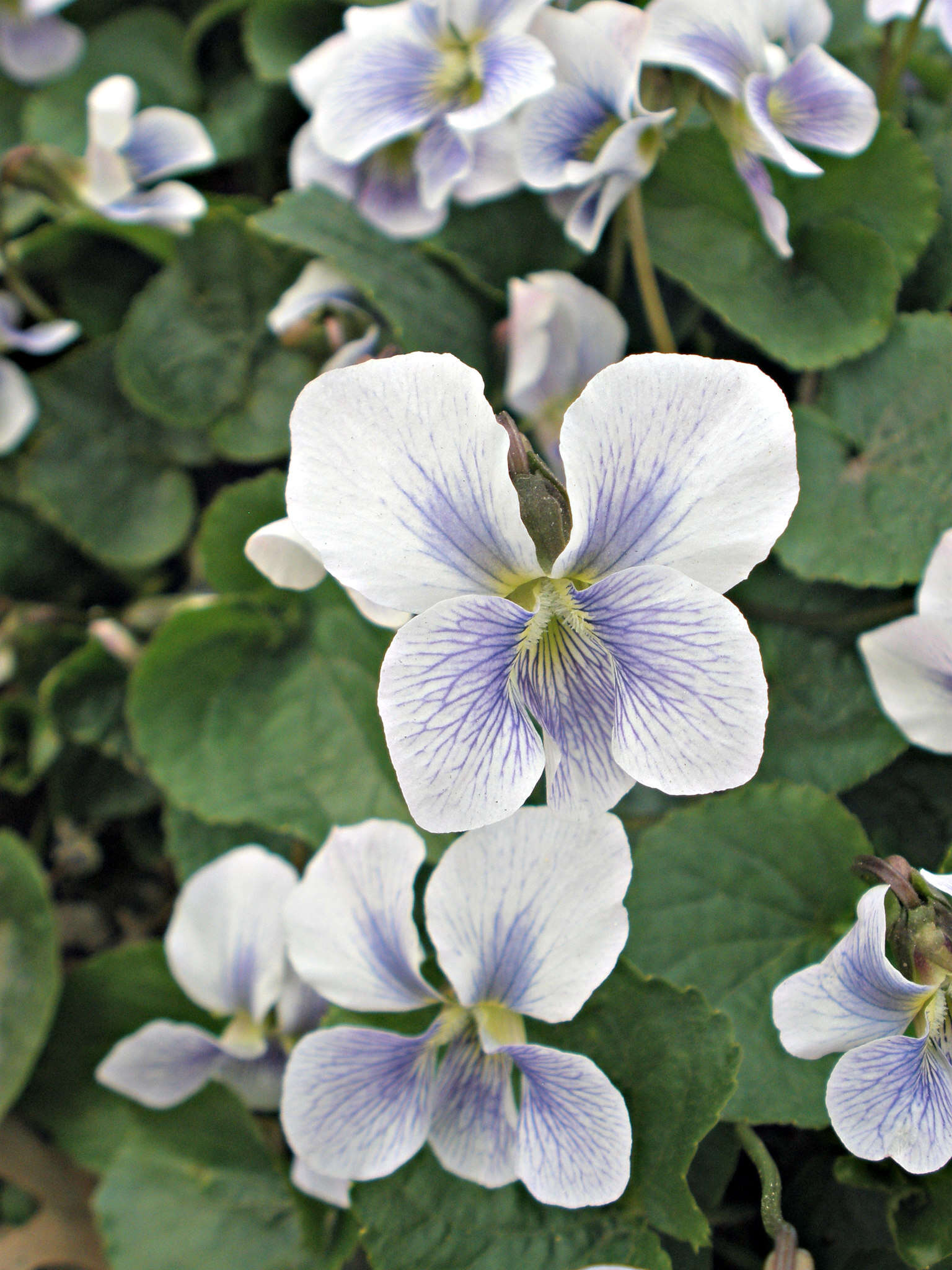 Image of Viola sororia f. priceana (Pollard) Cooperr.