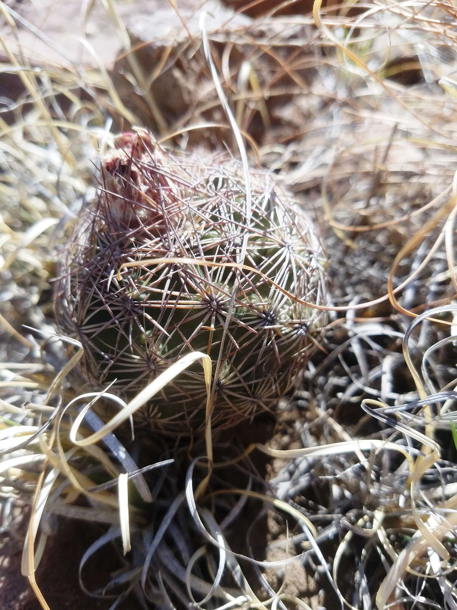 Image of White Butterfly Cactus