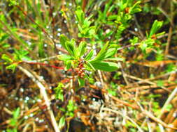 Image of Bog-myrtle