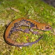 Image of Plethodon petraeus Wynn, Highton & Jacobs 1988