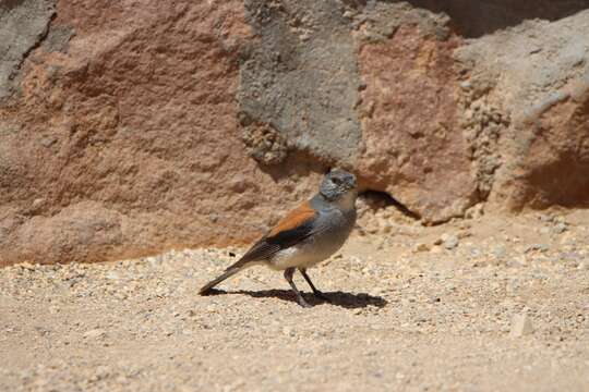 Image of Red-backed Sierra Finch