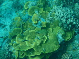 Image of Yellow scroll coral