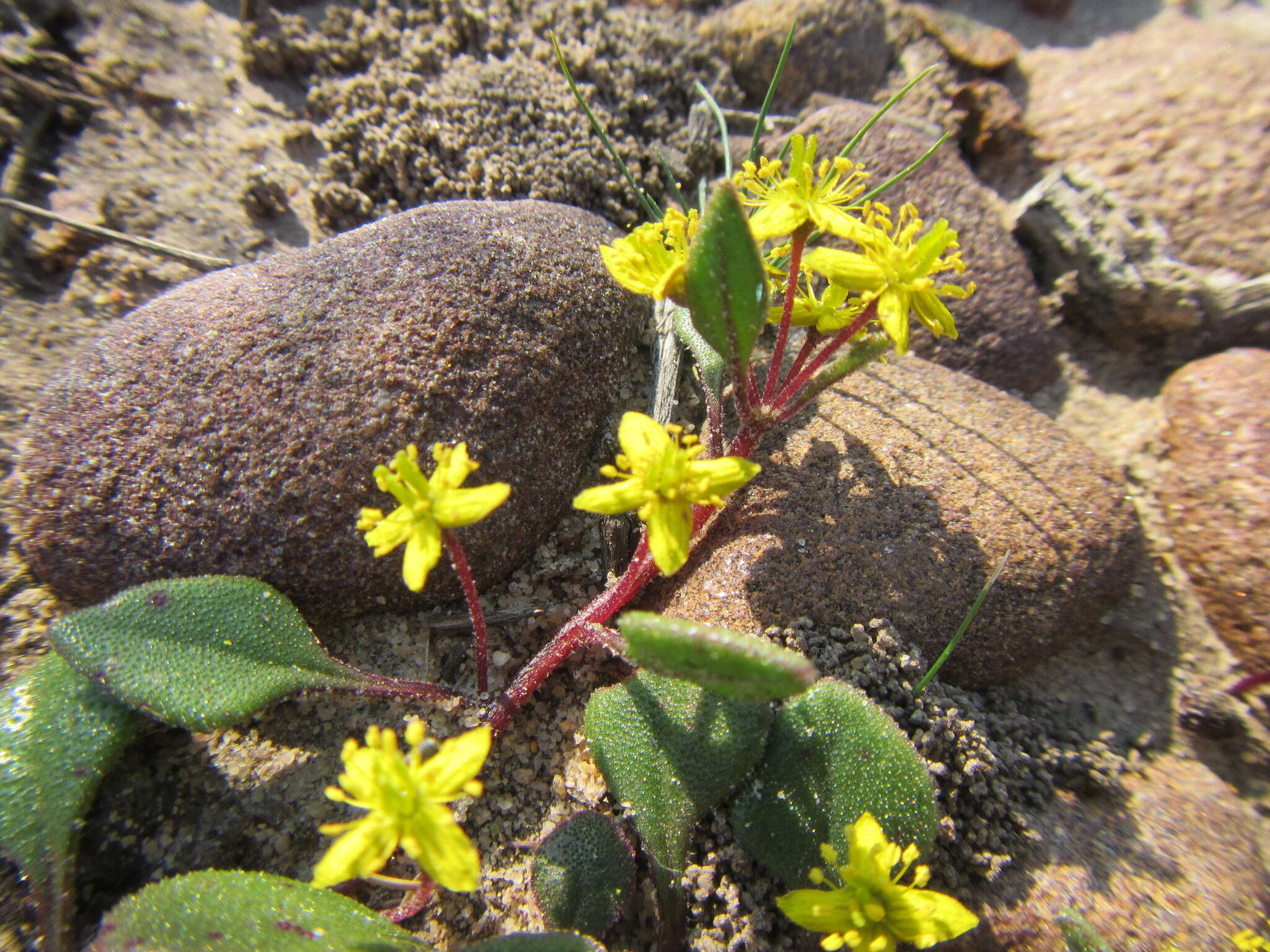 Image of Tetragonia herbacea L.