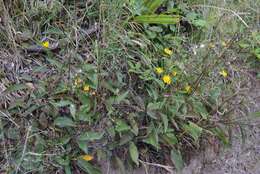 Image of Hieracium lepidulum (Stenstr.) Dahlst.